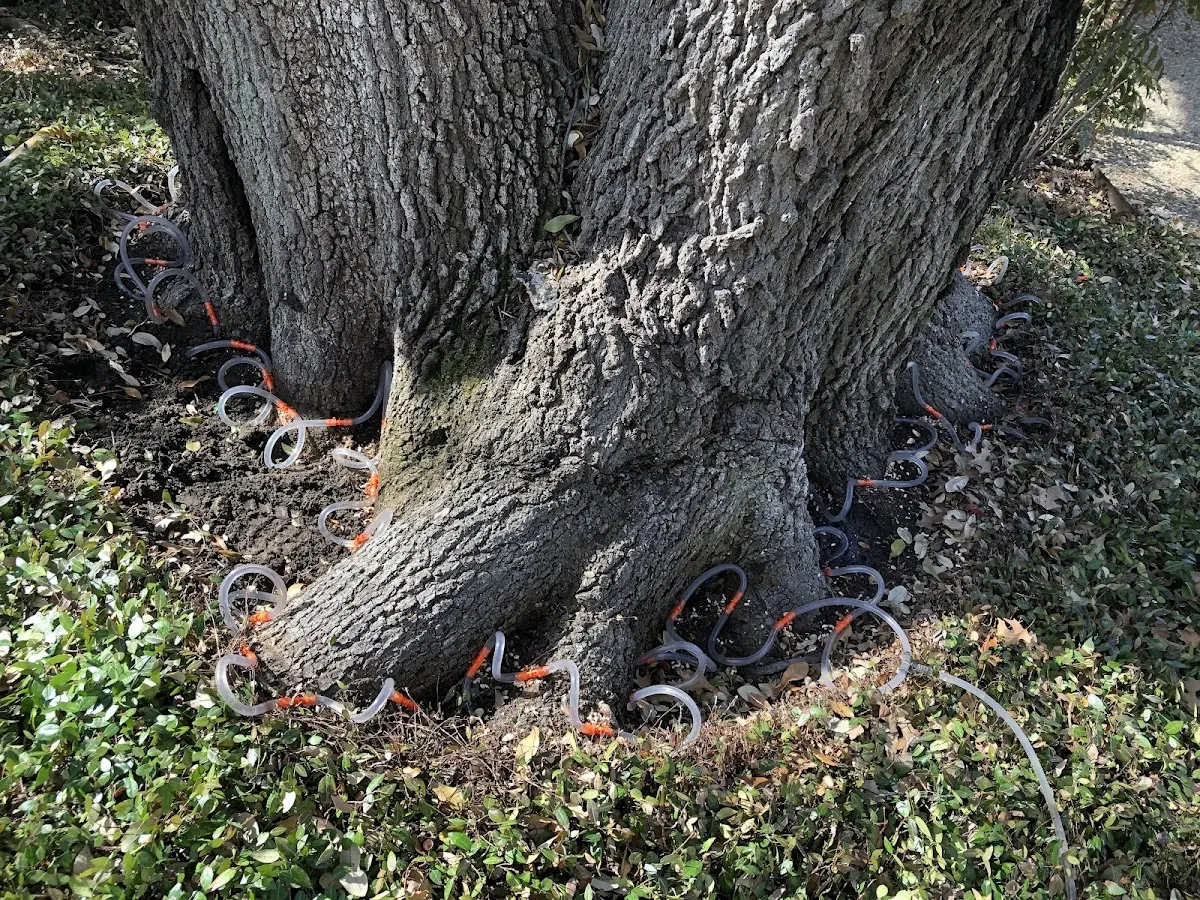 Detailed Tree Cabling and Bracing job site in Herman