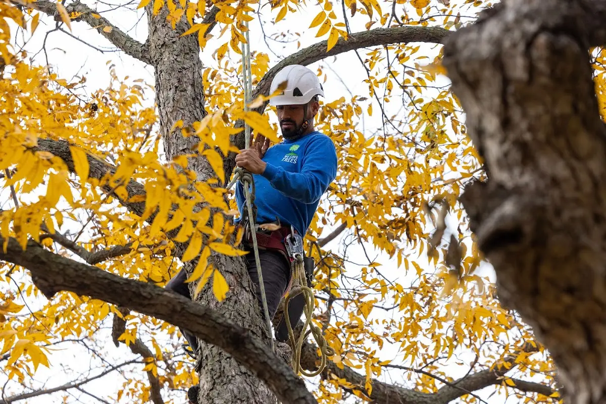 Skilled Emergency Tree Service crew working in Herman